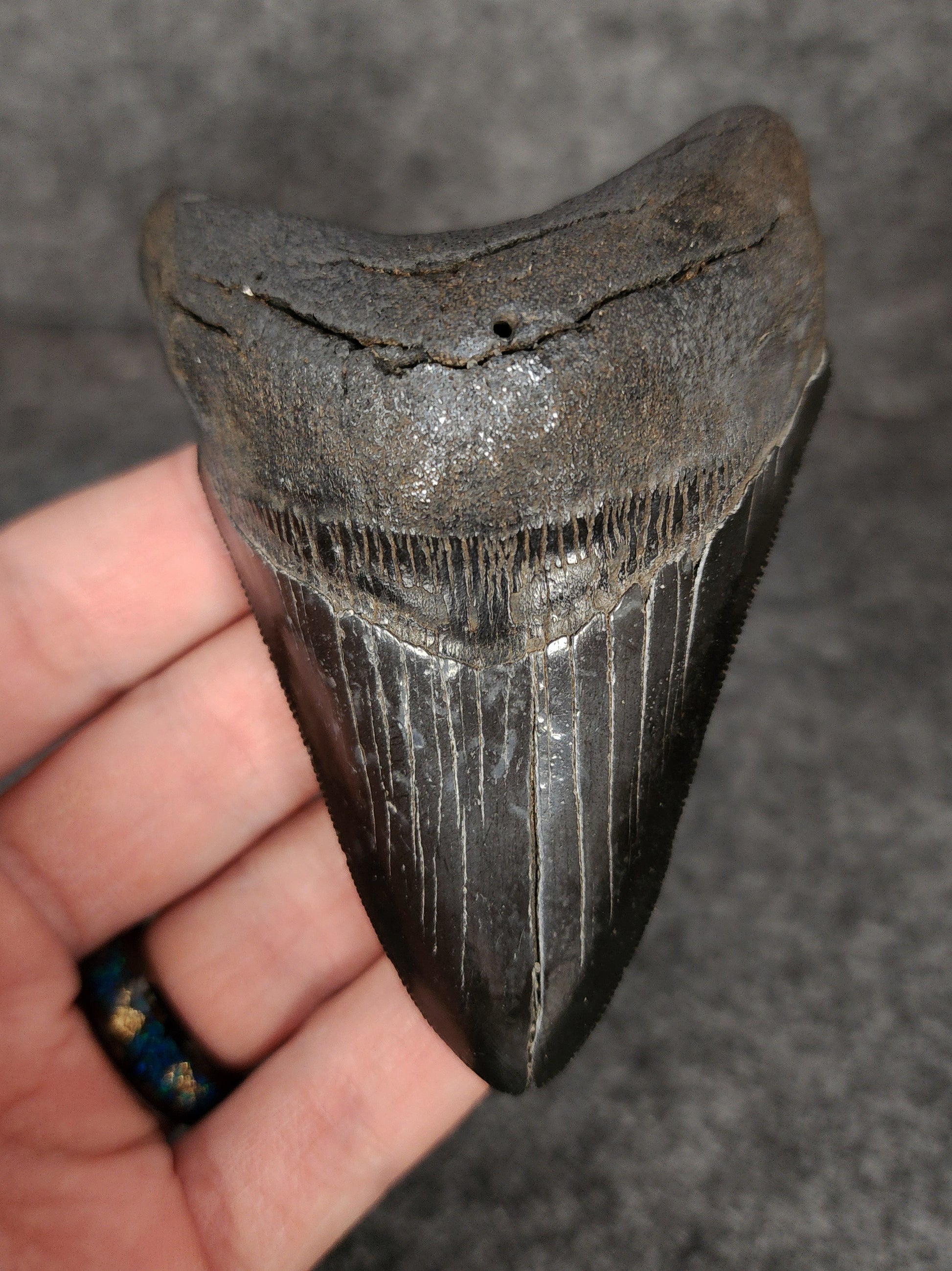Front view of 3.76-inch authentic Megalodon tooth fossil from Beaufort, South Carolina, showcasing natural enamel and robust root.