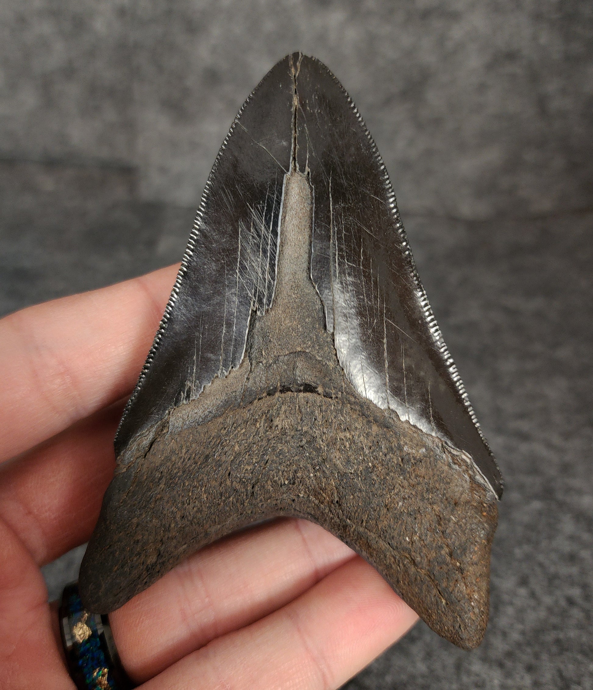 3.76-inch Megalodon tooth displayed alongside a ruler for size reference.