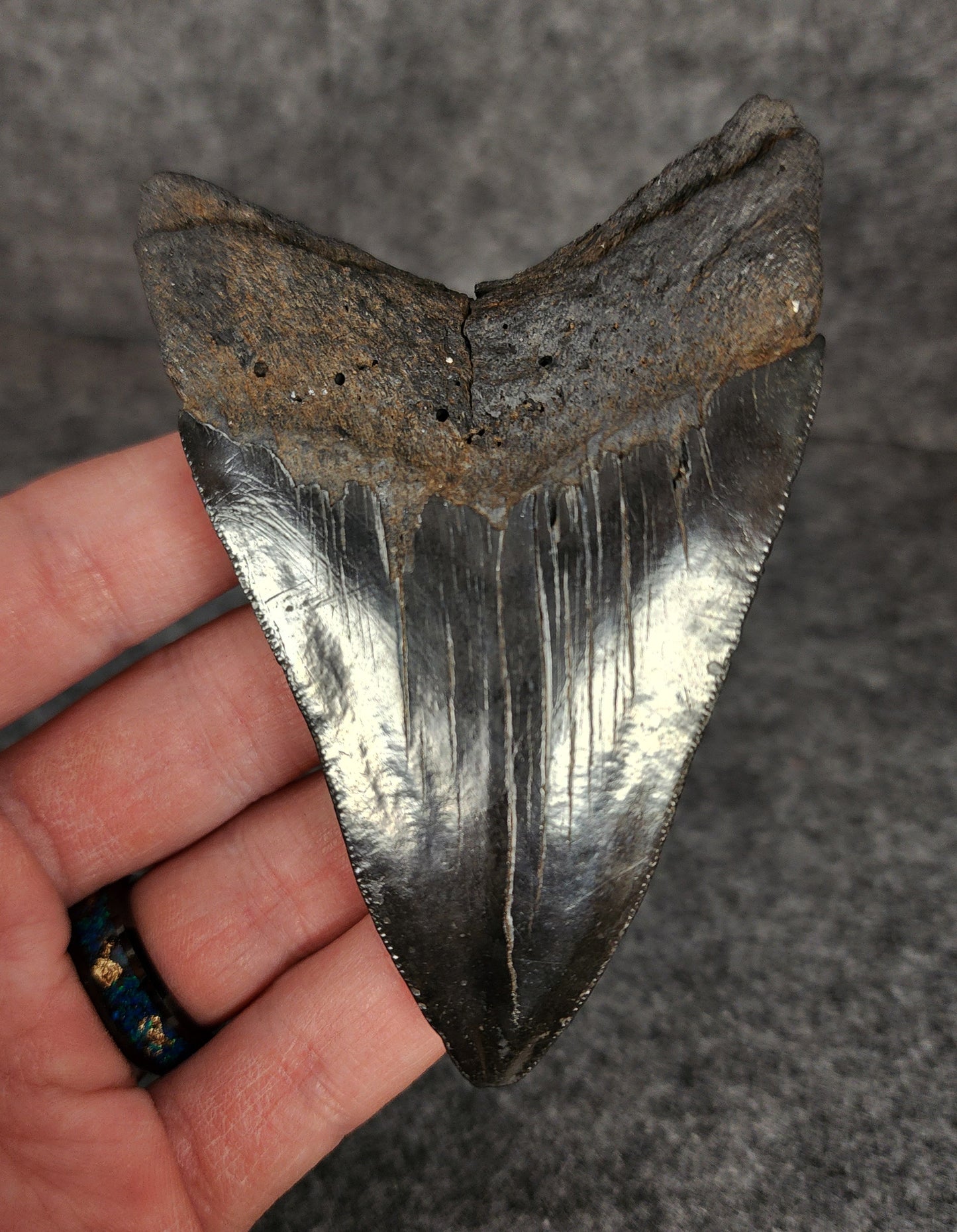 Back view of 3.77-inch Megalodon tooth fossil, highlighting the root structure and enamel preservation.