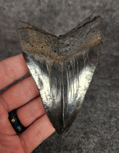 Back view of 3.77-inch Megalodon tooth fossil, highlighting the root structure and enamel preservation.