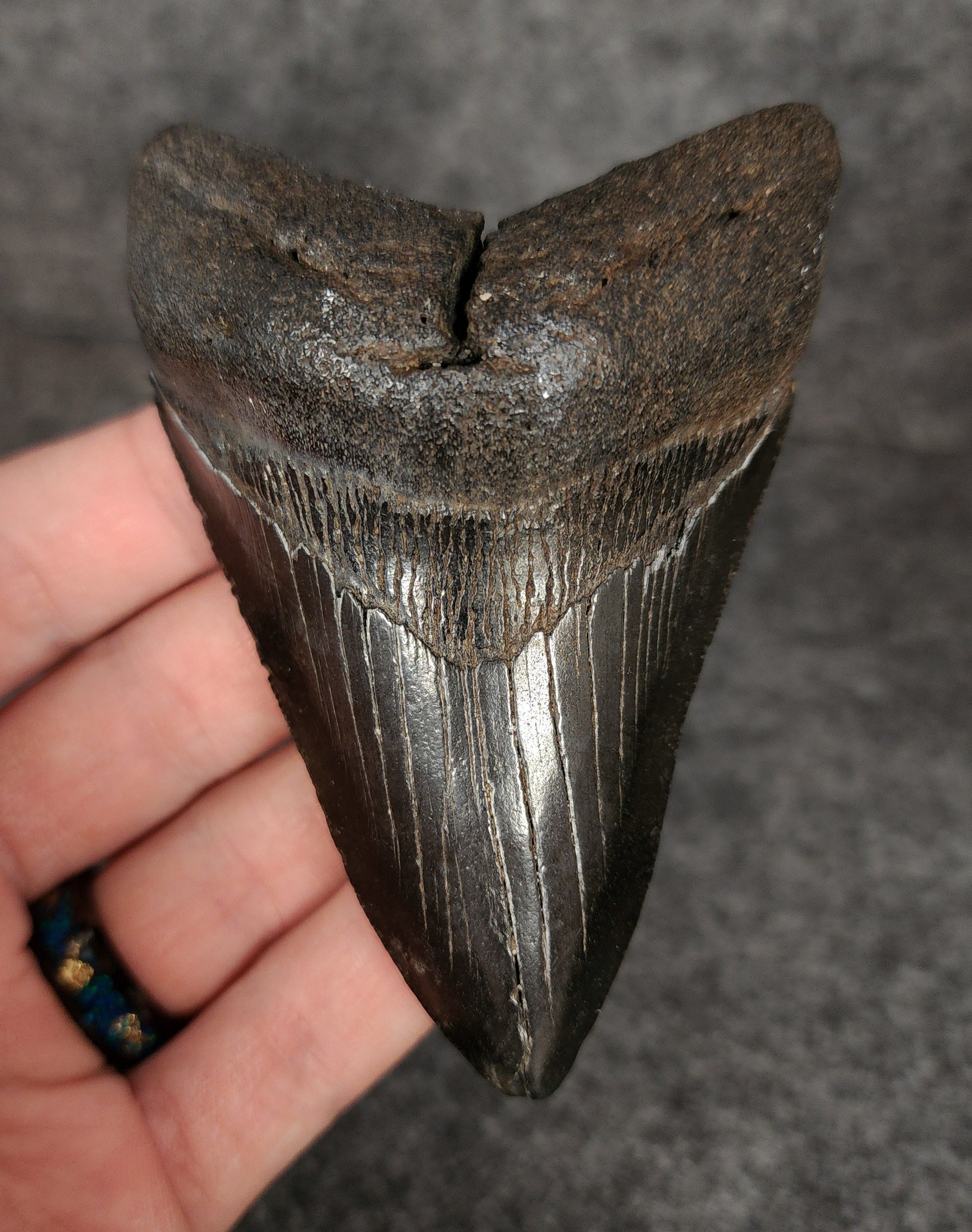 Front view of 3.77-inch authentic Megalodon tooth fossil from Beaufort, South Carolina, showcasing natural enamel and robust root.