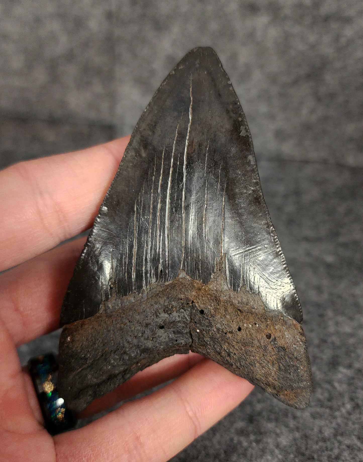 3.77-inch Megalodon tooth displayed alongside a ruler for size reference.
