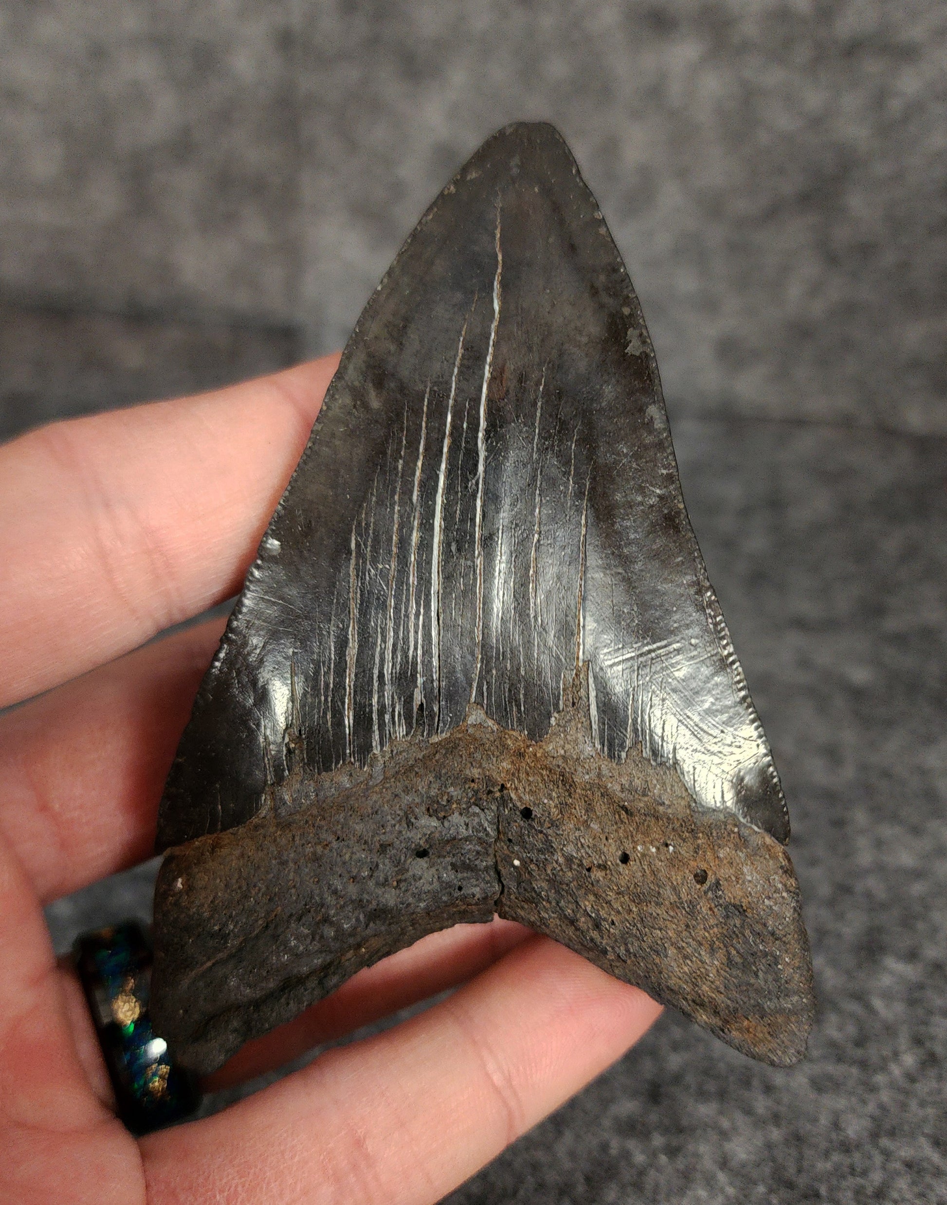 3.77-inch Megalodon tooth displayed alongside a ruler for size reference.