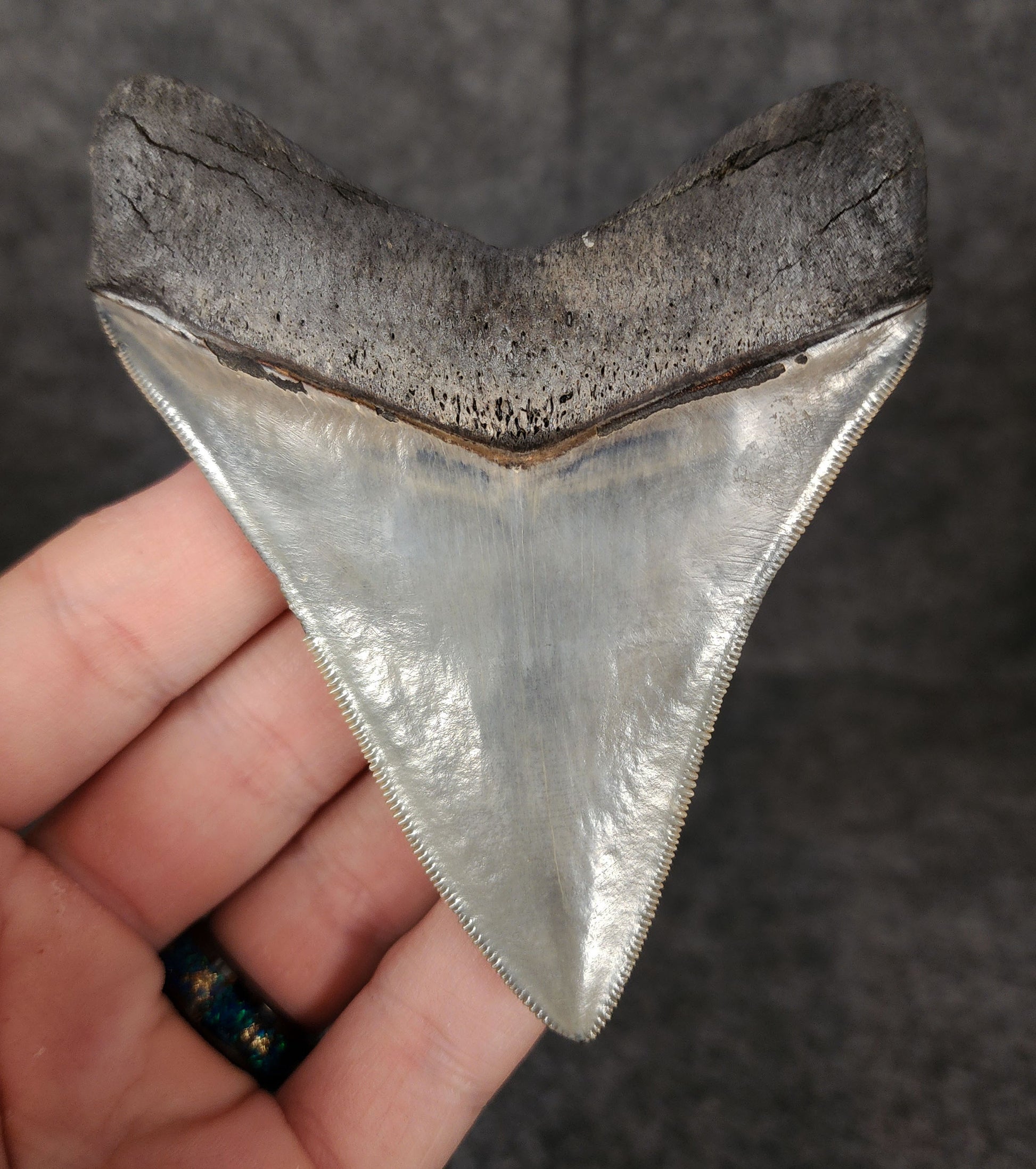 Back view highlighting the robust root structure of 3.81-inch Megalodon tooth fossil from Venice, Florida.