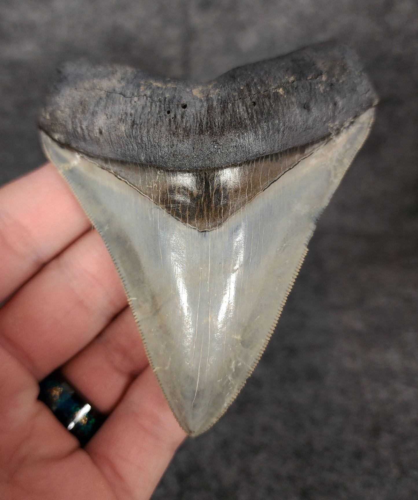 Front view of 3.81-inch high-quality Megalodon tooth fossil from Venice, Florida, showcasing glossy enamel and sharp serrations.
