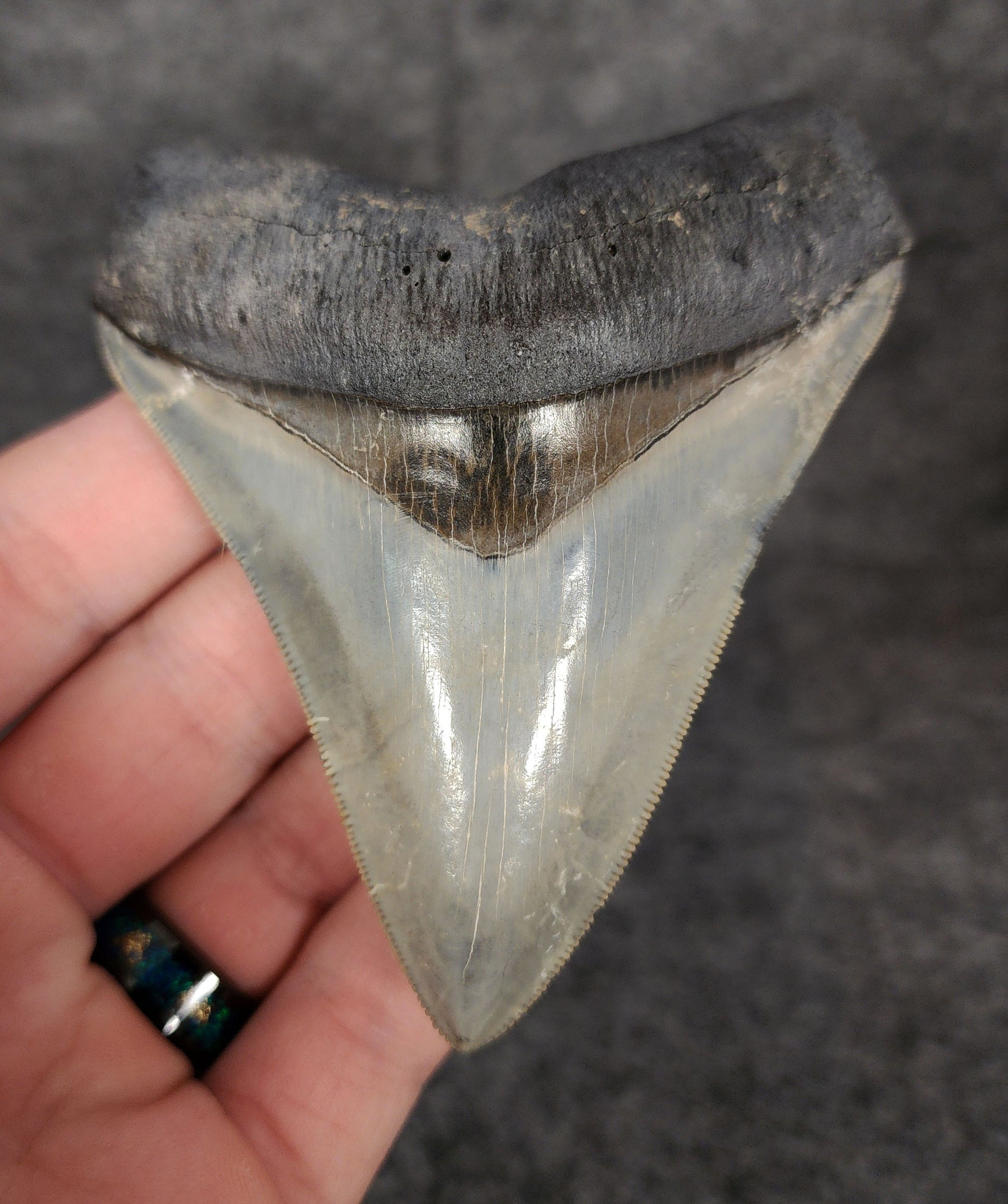Front view of 3.81-inch high-quality Megalodon tooth fossil from Venice, Florida, showcasing glossy enamel and sharp serrations.