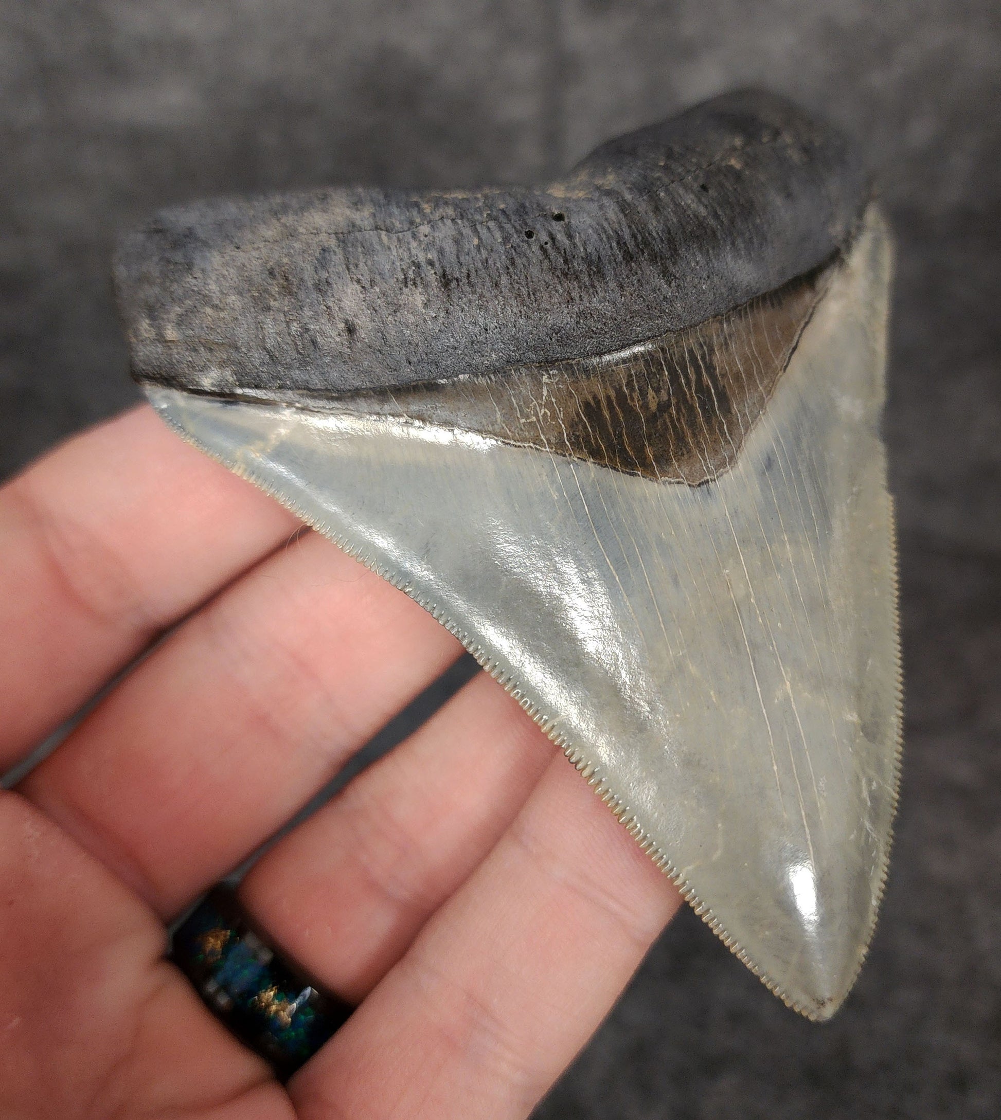 Left side profile of 3.81-inch Megalodon tooth from Venice, Florida, displaying curvature and enamel preservation.