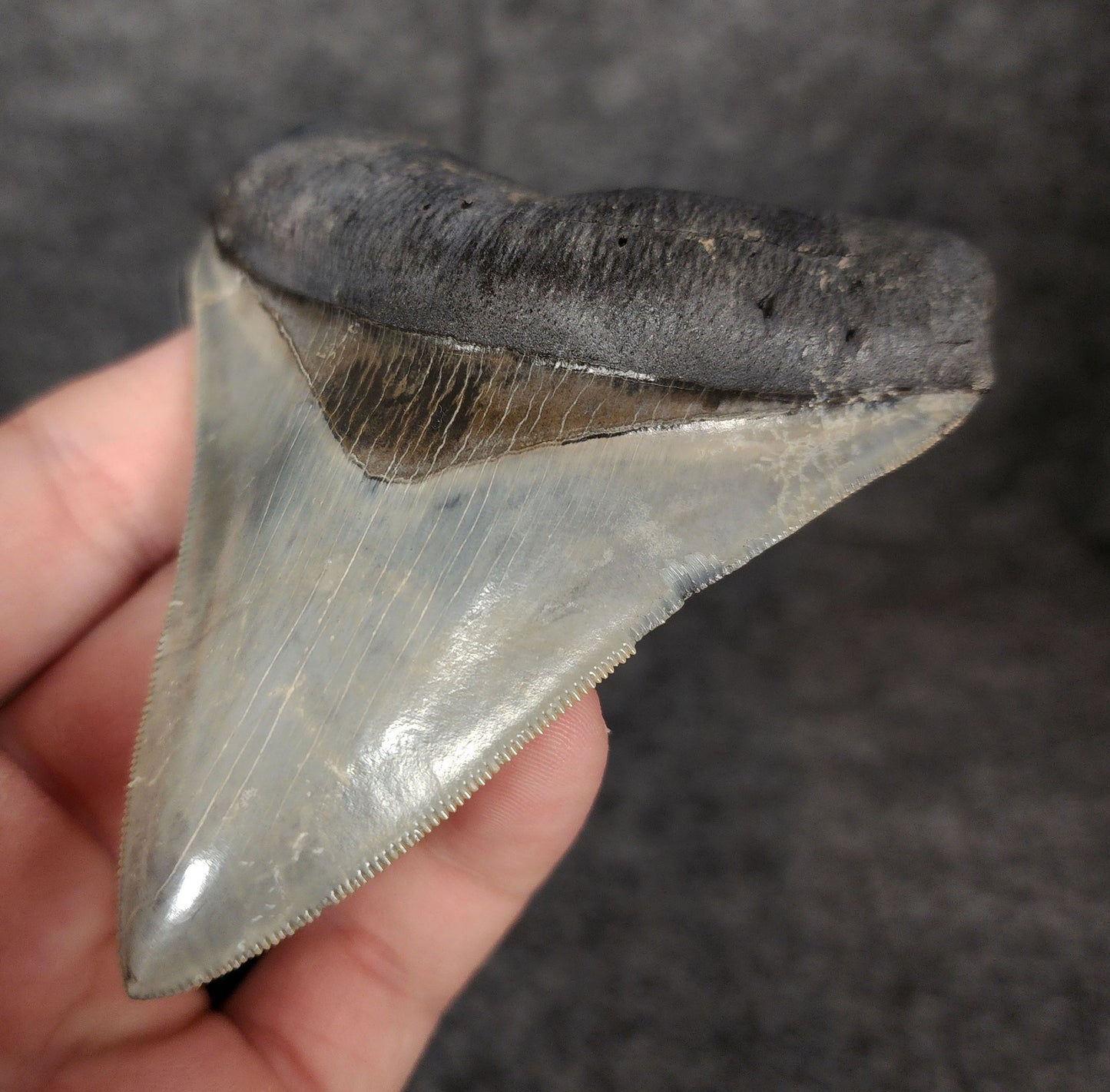 Right side view of 3.81-inch fossil Megalodon tooth, emphasizing natural serrations and blade shape.