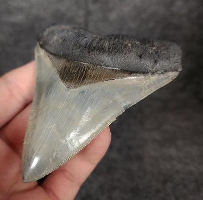 Right side view of 3.81-inch fossil Megalodon tooth, emphasizing natural serrations and blade shape.