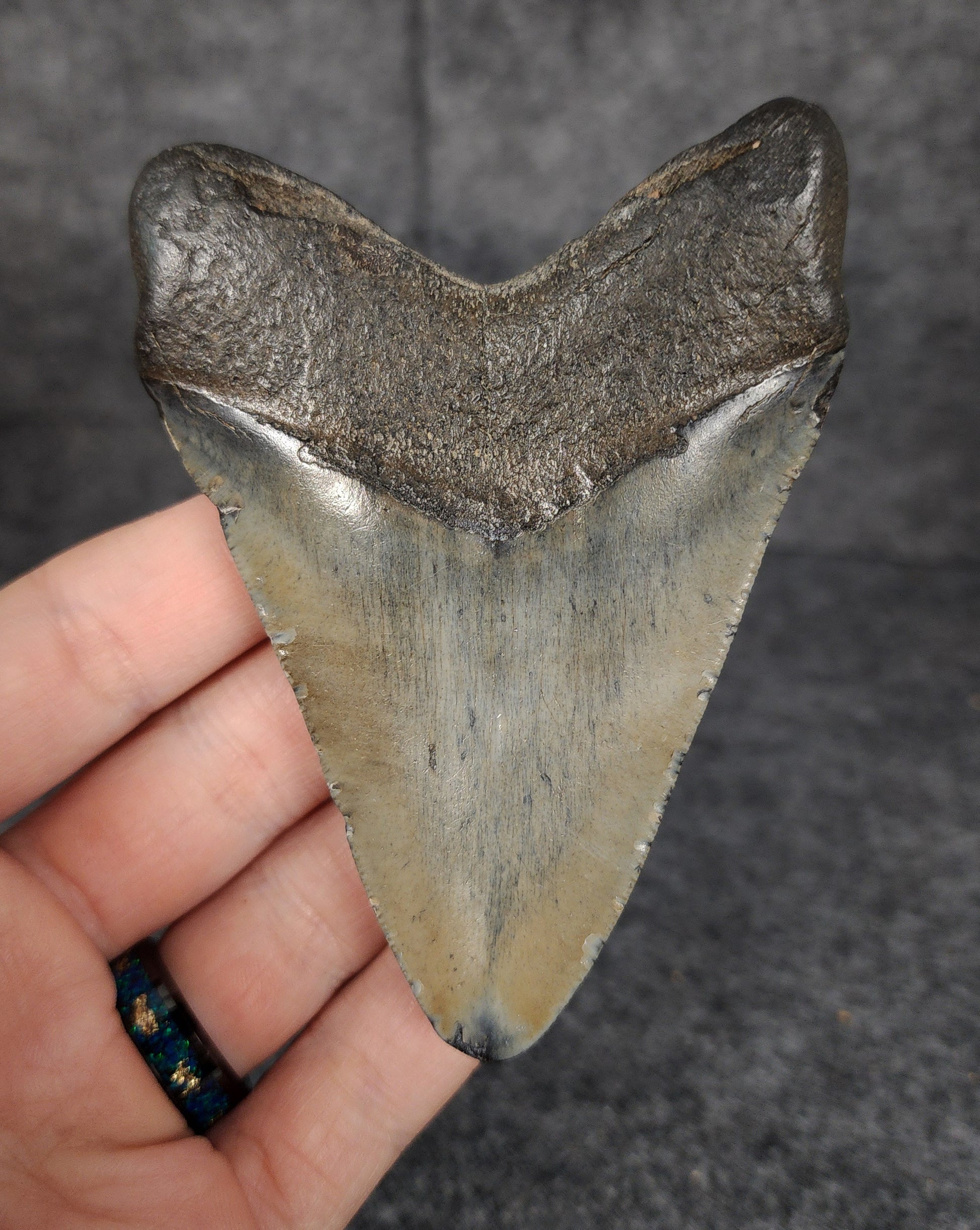 Back view of 3.85-inch Megalodon tooth fossil, highlighting the root structure and enamel preservation.