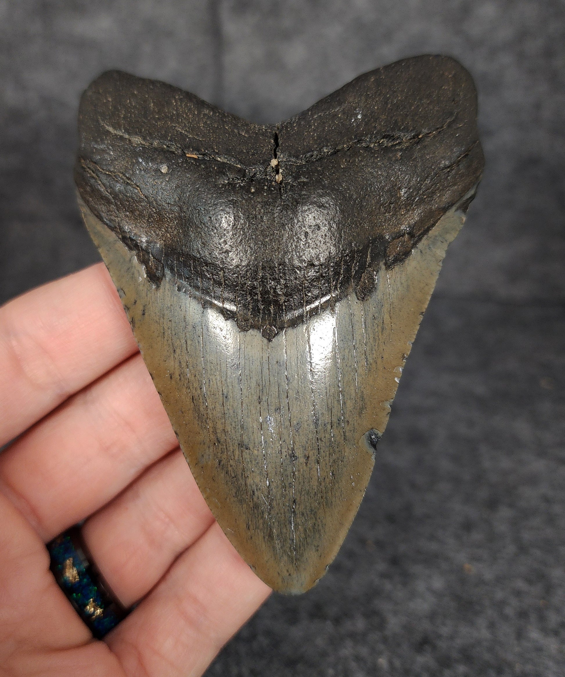 Front view of 3.85-inch authentic Megalodon tooth fossil from Beaufort, South Carolina, showcasing natural enamel and robust root.