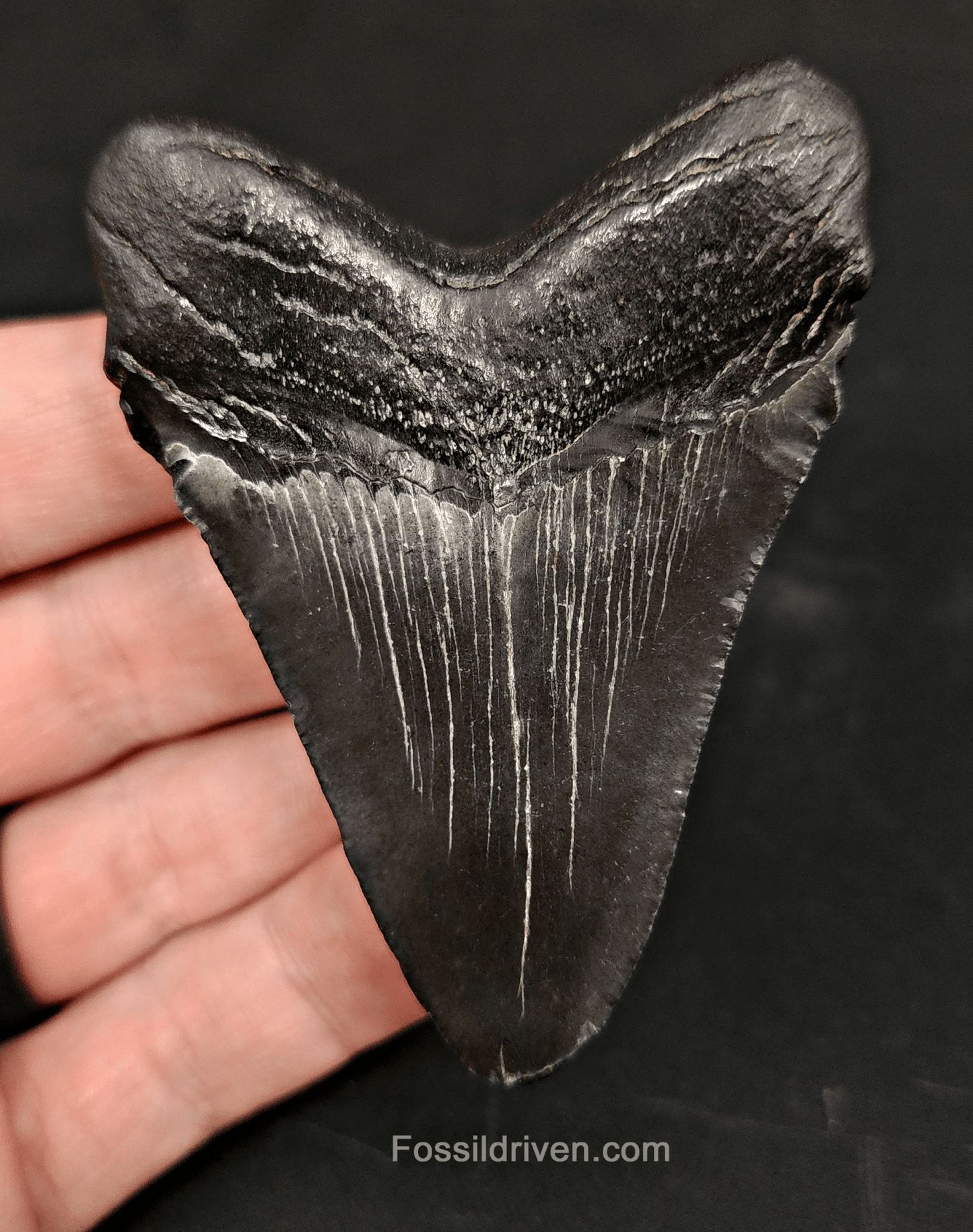 3.00" Fossil Megalodon Tooth – Authentic Fossil from Beaufort, South Carolina - Fossil Driven