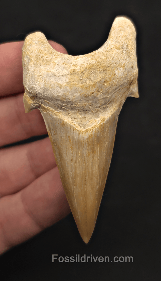 3.00" Fossil Otodus obliquus Tooth - Morocco | Fossil Driven - Fossil Driven