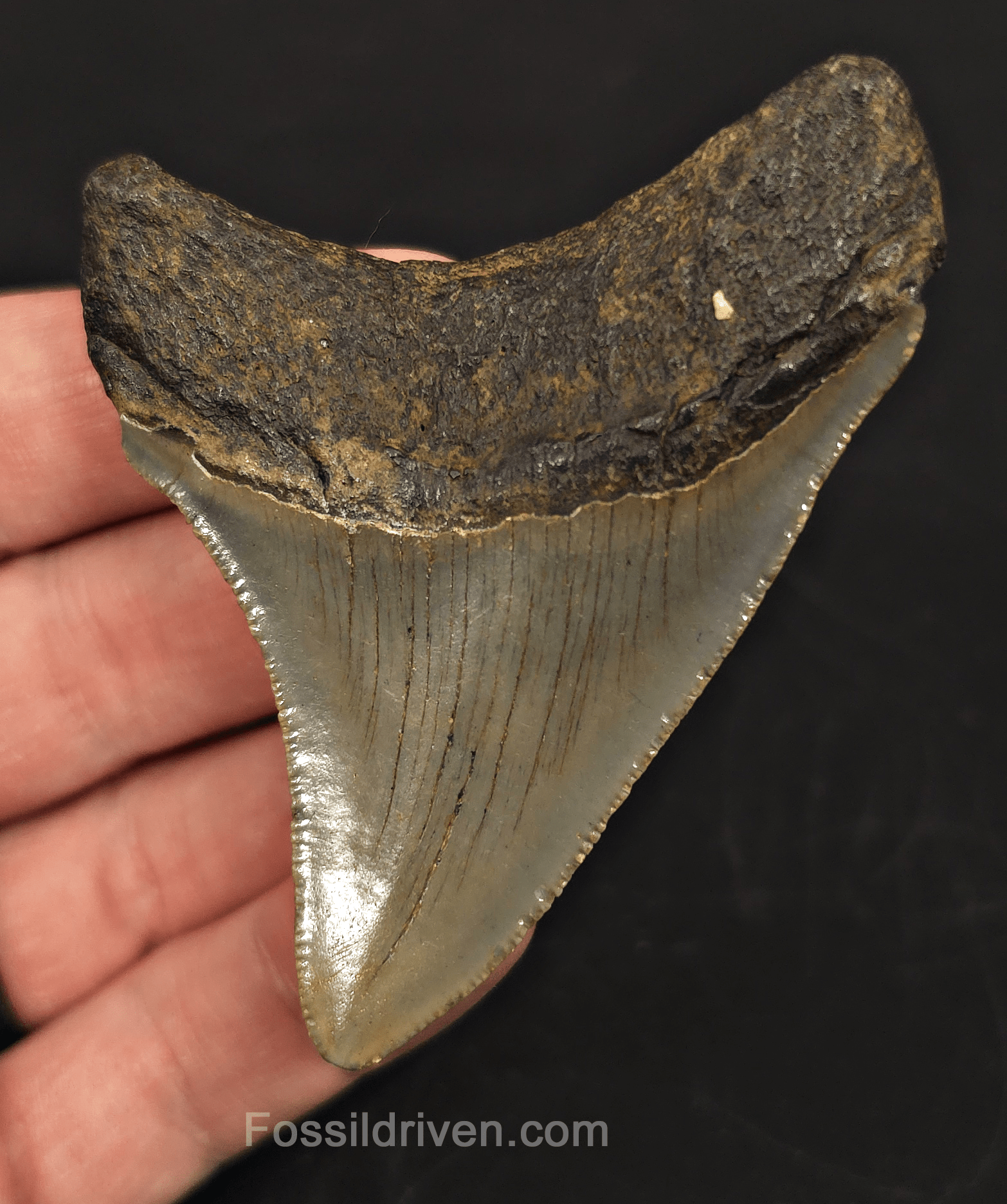 3.00" North Carolina Megalodon Tooth - Complete Specimen - Authentic Fossil Shark Tooth - Fossil Driven