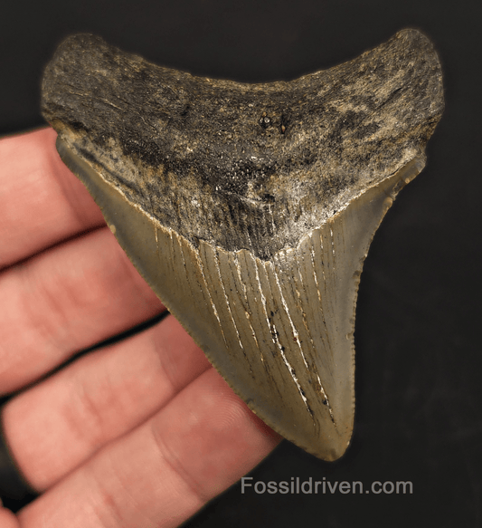 3.00" North Carolina Megalodon Tooth - Complete Specimen - Authentic Fossil Shark Tooth - Fossil Driven