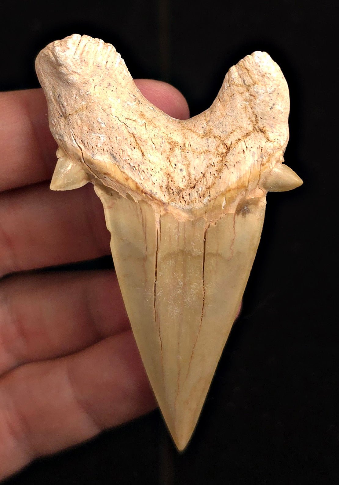 3.02" Fossil Otodus obliquus Tooth - Morocco | (Otodus #3190) - Fossil Driven