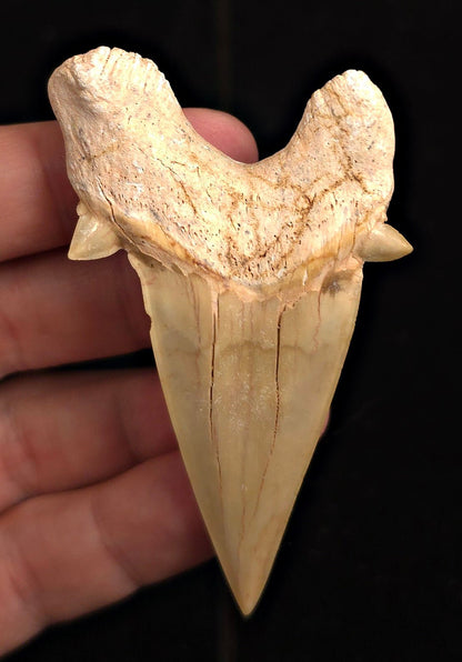 3.02" Fossil Otodus obliquus Tooth - Morocco | (Otodus #3190) - Fossil Driven