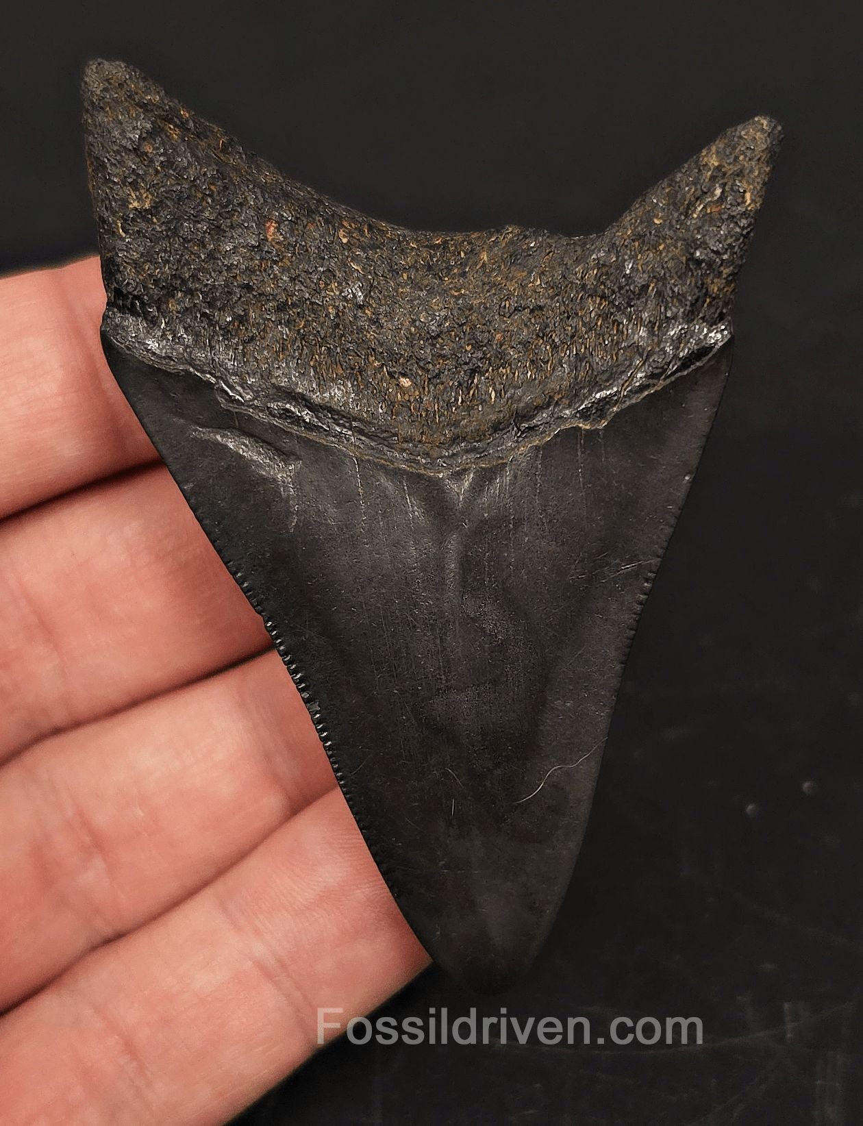 3.02" South Carolina Megalodon Tooth - Solid Specimen - Authentic Fossil Shark Tooth - Fossil Driven