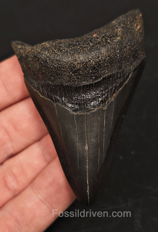3.02" South Carolina Megalodon Tooth - Solid Specimen - Authentic Fossil Shark Tooth - Fossil Driven