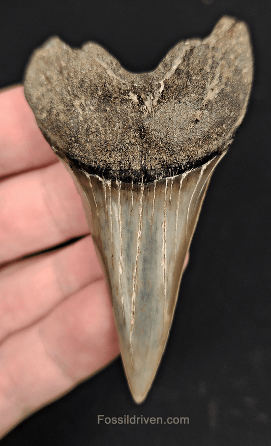 3.03 Fossil Isurus hastalis Shark Tooth – Beaufort, South Carolina | Authentic Prehistoric Fossil - Fossil Driven