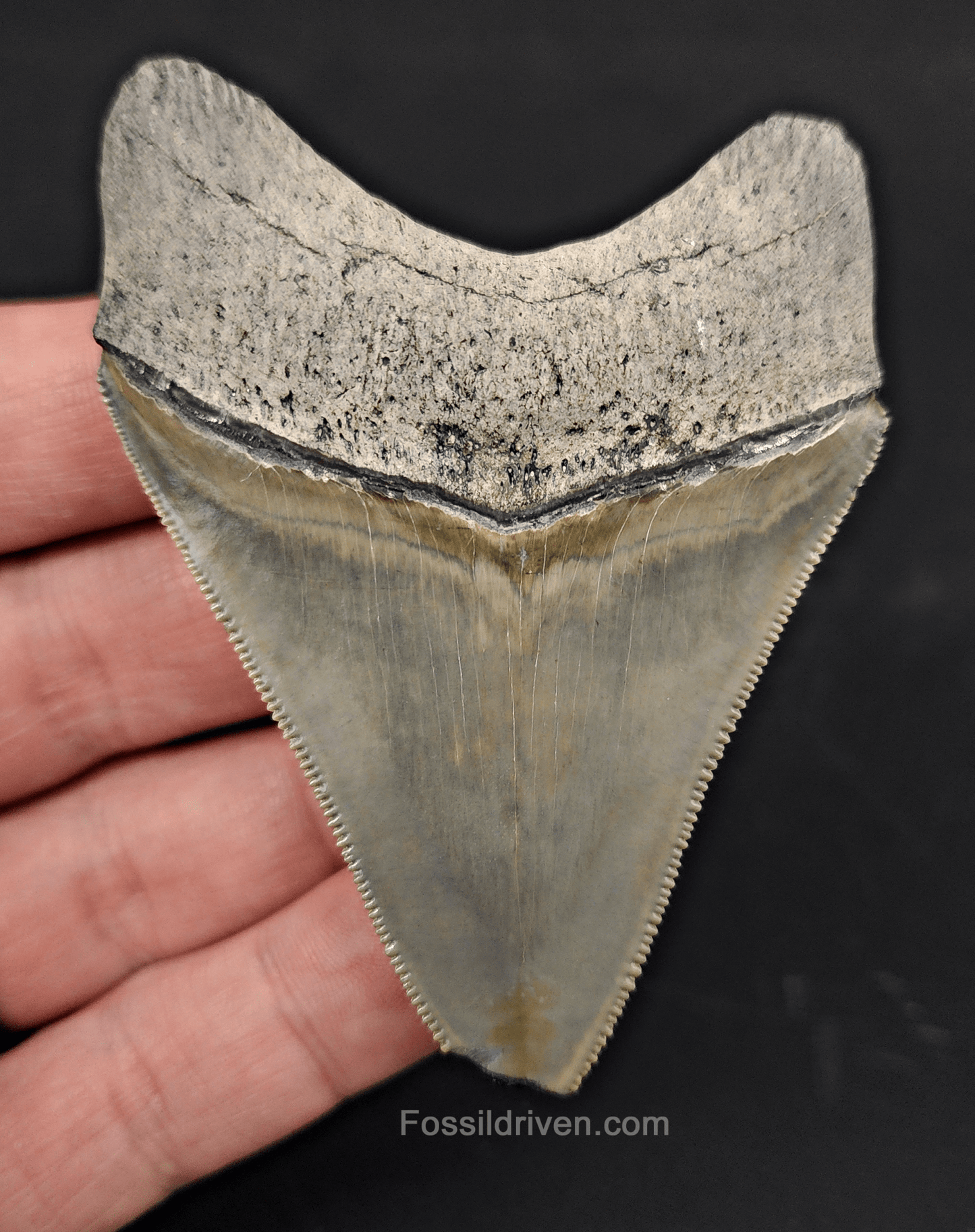3.03" Fossil Megalodon Tooth – Authentic Fossil from Bone Valley, Florida - Fossil Driven