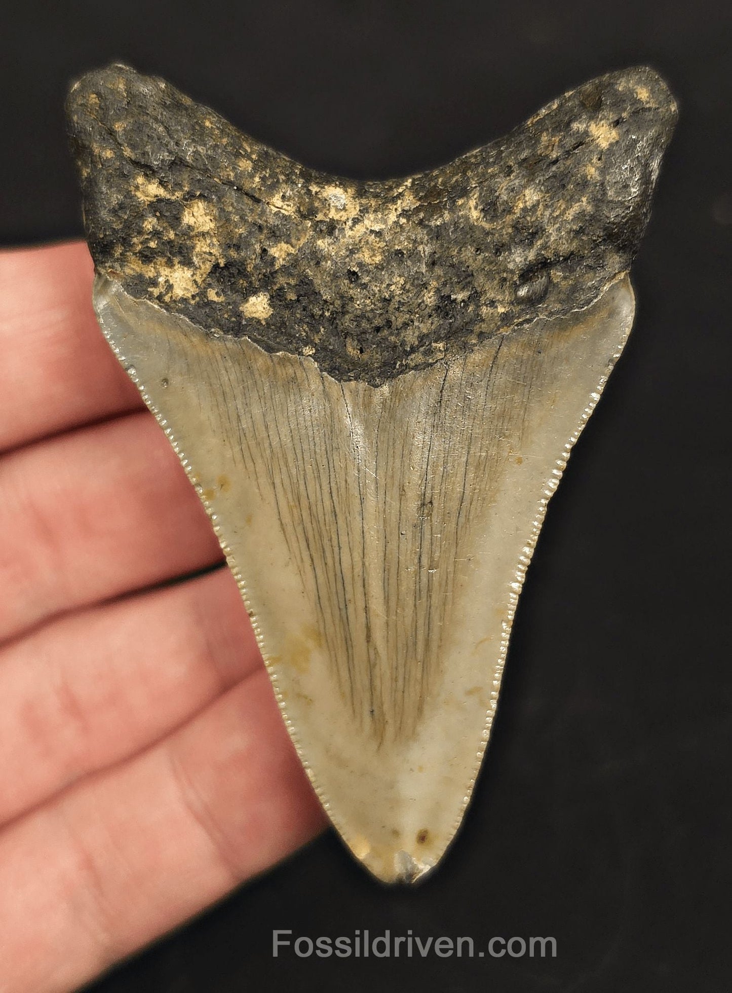 3.03" Fossil Megalodon Tooth - North Carolina | Fossil Driven - Fossil Driven
