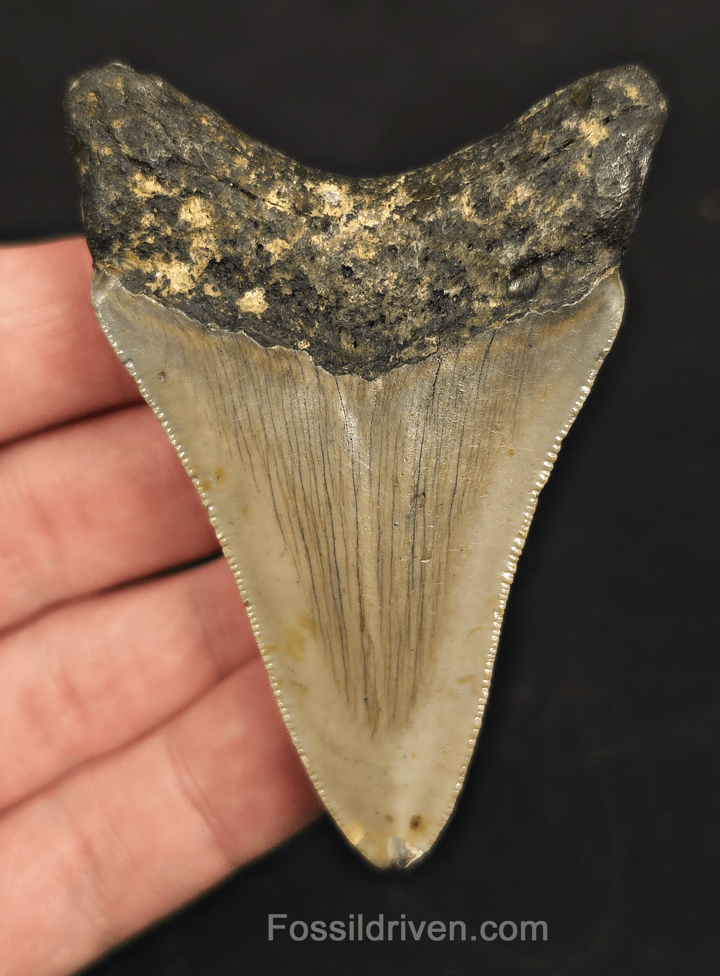 3.03" North Carolina Megalodon Tooth - Complete Specimen - Authentic Fossil Shark Tooth - Fossil Driven