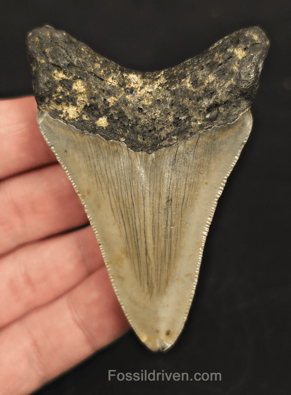 3.03" North Carolina Megalodon Tooth - Complete Specimen - Authentic Fossil Shark Tooth - Fossil Driven