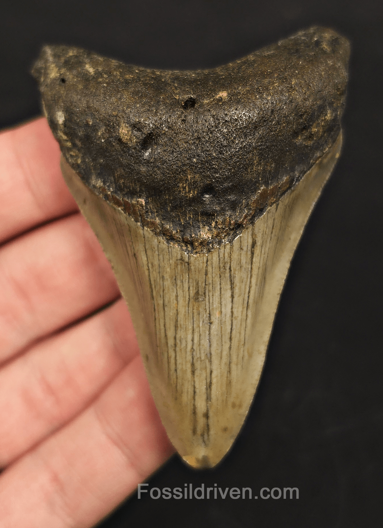 3.03" North Carolina Megalodon Tooth - Complete Specimen - Authentic Fossil Shark Tooth - Fossil Driven