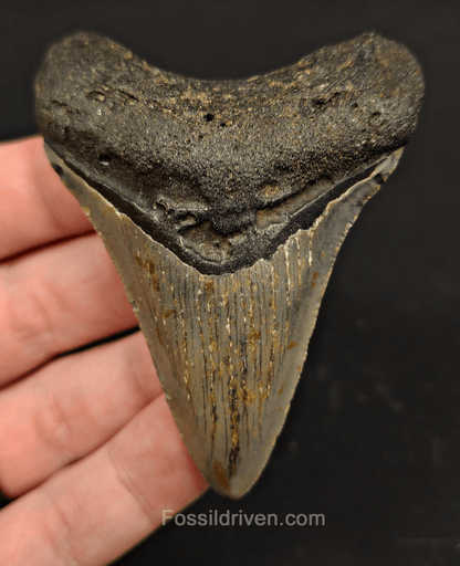 3.05" North Carolina Megalodon Tooth - Complete Specimen - Authentic Fossil Shark Tooth - Fossil Driven