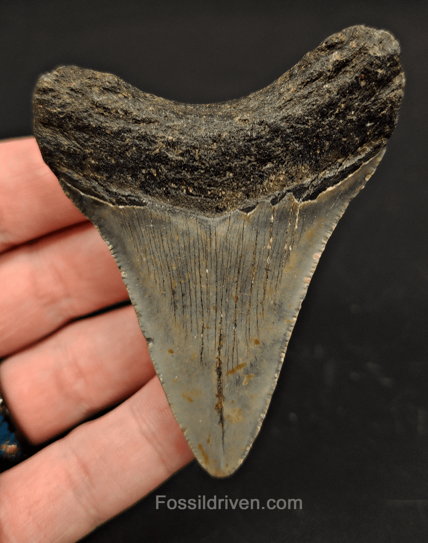 3.05" North Carolina Megalodon Tooth - Complete Specimen - Authentic Fossil Shark Tooth - Fossil Driven