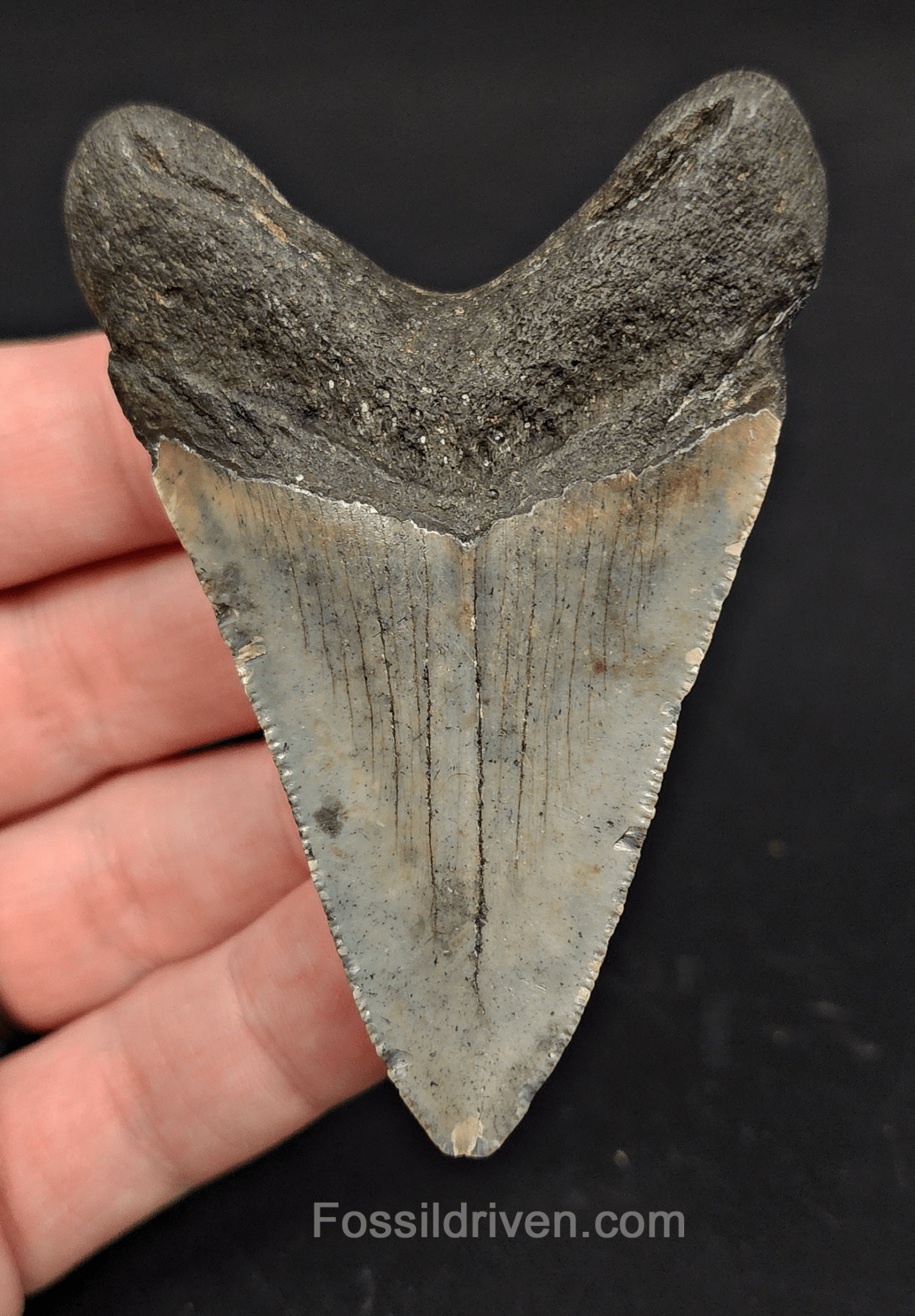 3.05" North Carolina Megalodon Tooth - Serrated - Authentic Fossil Shark Tooth - Fossil Driven