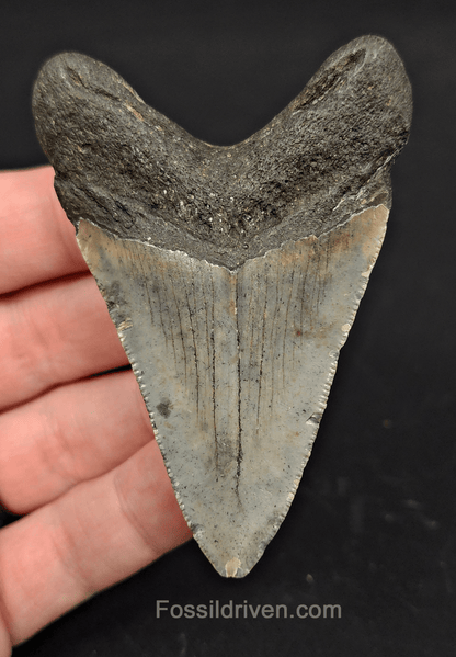 3.05" North Carolina Megalodon Tooth - Serrated - Authentic Fossil Shark Tooth - Fossil Driven