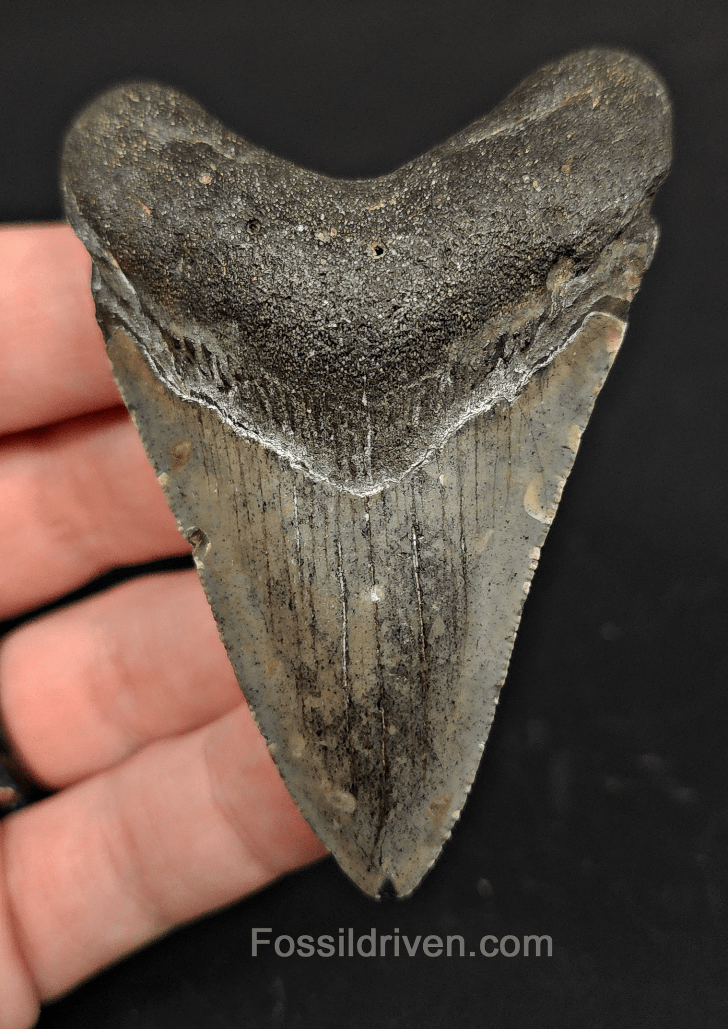 3.05" North Carolina Megalodon Tooth - Serrated - Authentic Fossil Shark Tooth - Fossil Driven