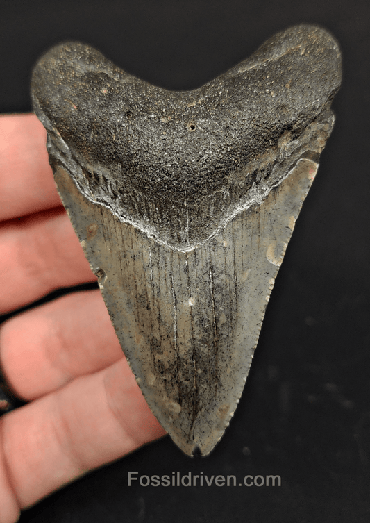 3.05" North Carolina Megalodon Tooth - Serrated - Authentic Fossil Shark Tooth - Fossil Driven