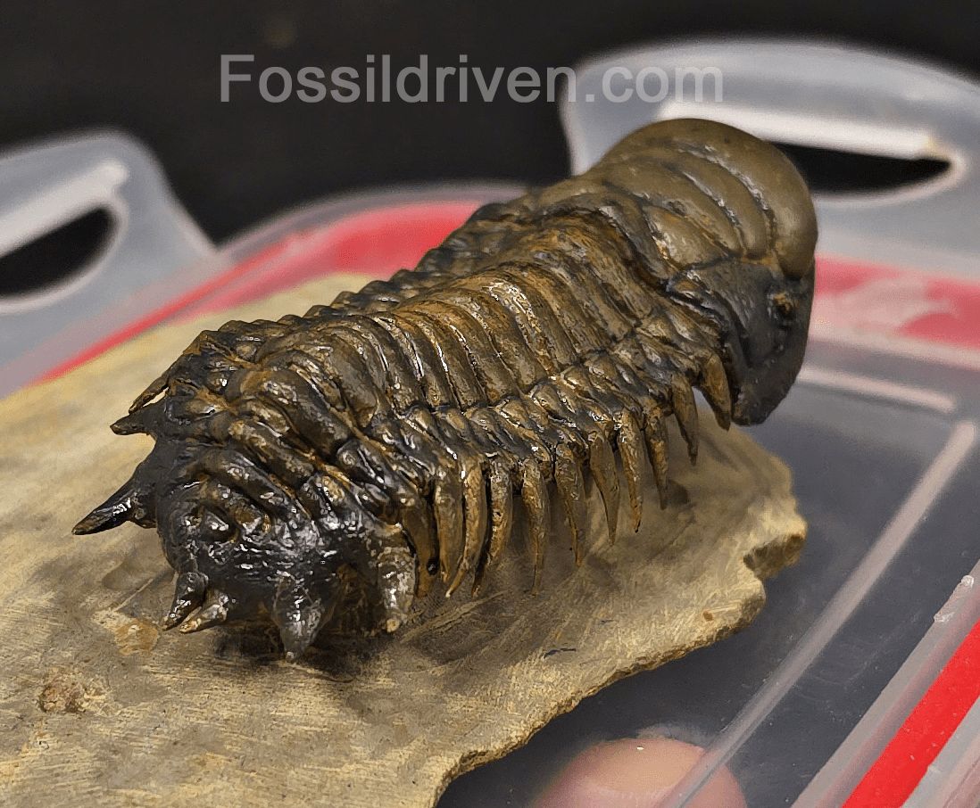 3.06" Flying Crotalocephalina Trilobite – Devonian – Issoumour, Morocco - Fossil Driven