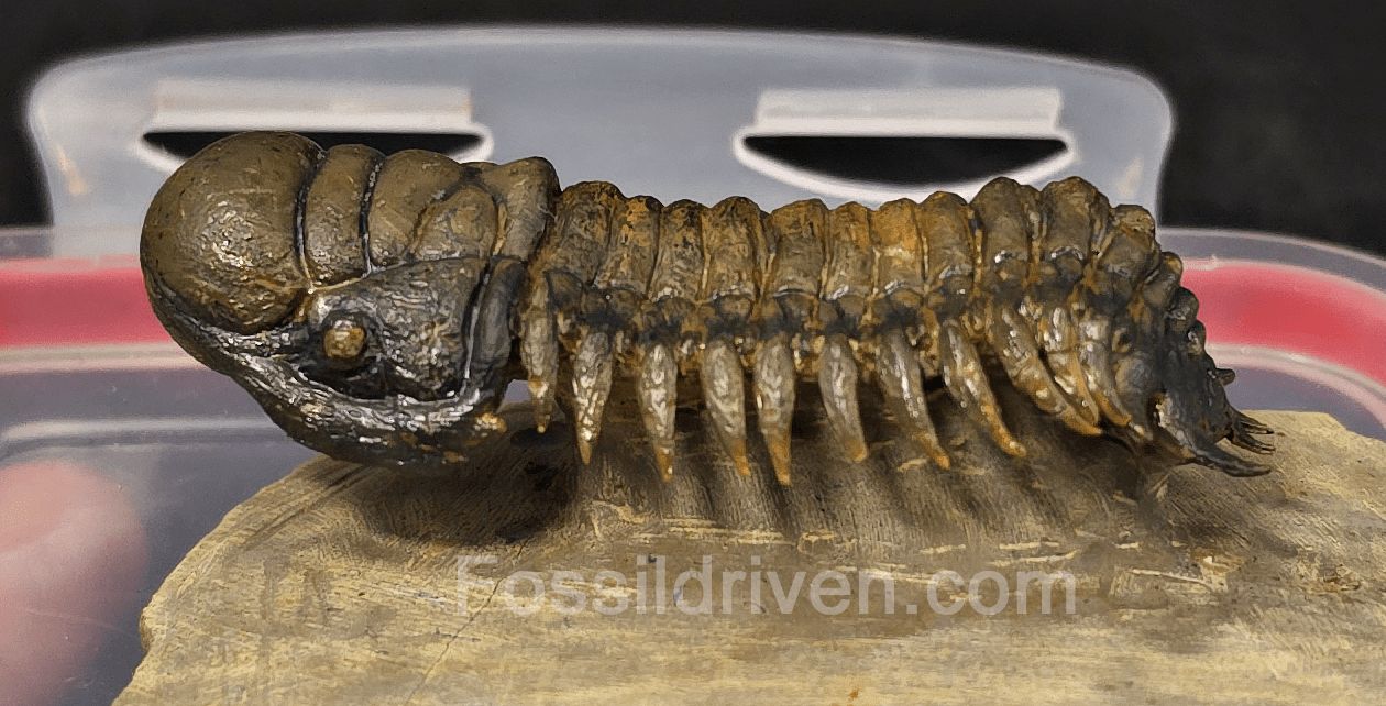3.06" Flying Crotalocephalina Trilobite – Devonian – Issoumour, Morocco - Fossil Driven