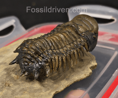 3.06" Flying Crotalocephalina Trilobite – Devonian – Issoumour, Morocco - Fossil Driven