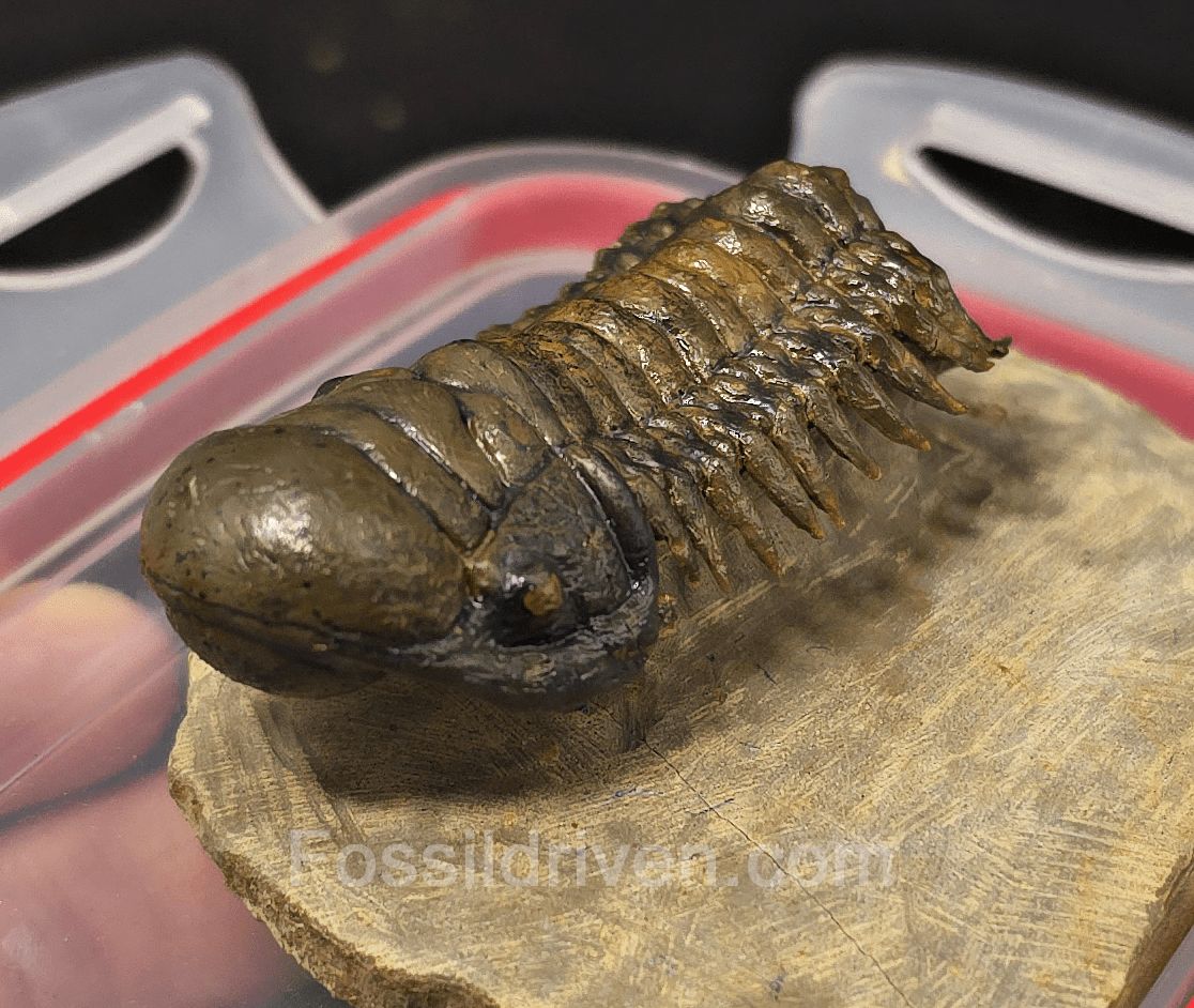 3.06" Flying Crotalocephalina Trilobite – Devonian – Issoumour, Morocco - Fossil Driven