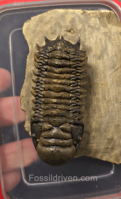 3.06" Flying Crotalocephalina Trilobite – Devonian – Issoumour, Morocco - Fossil Driven