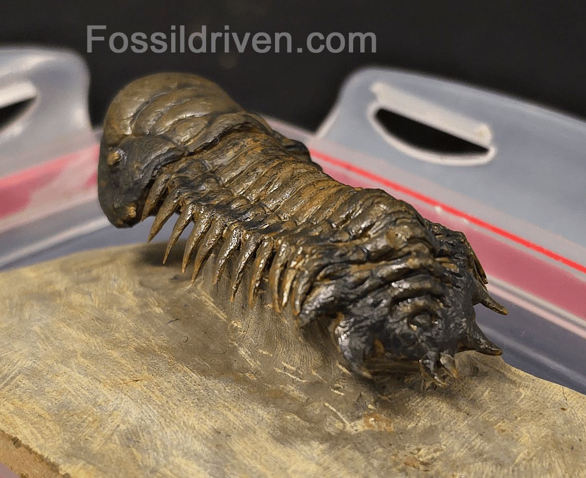 3.06" Flying Crotalocephalina Trilobite – Devonian – Issoumour, Morocco - Fossil Driven