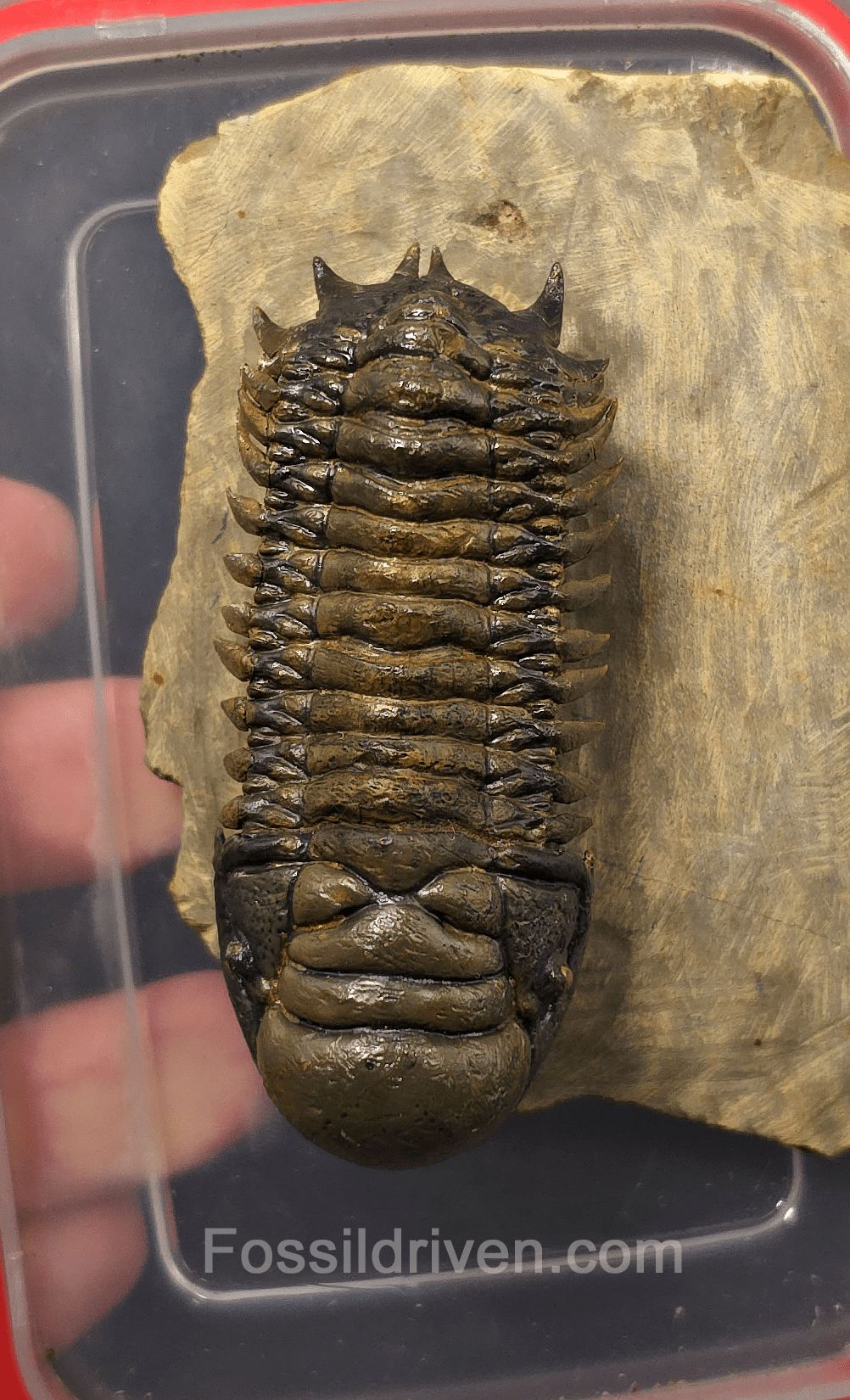 3.06" Flying Crotalocephalina Trilobite – Devonian – Issoumour, Morocco - Fossil Driven
