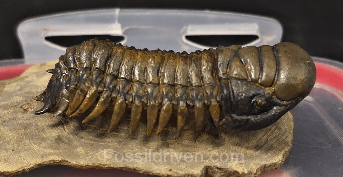 3.06" Flying Crotalocephalina Trilobite – Devonian – Issoumour, Morocco - Fossil Driven
