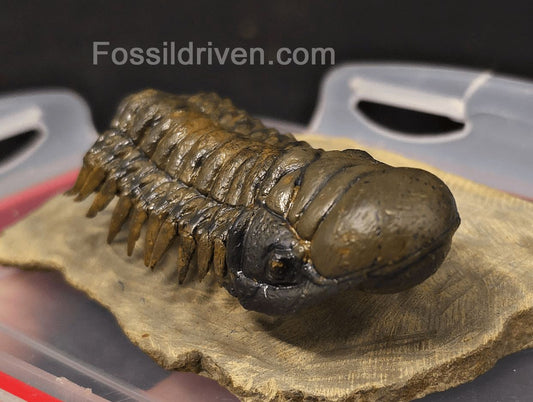 3.06" Flying Crotalocephalina Trilobite – Devonian – Issoumour, Morocco - Fossil Driven