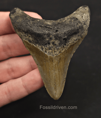 3.07" Fossil Megalodon Tooth – North Carolina | Fossil Driven - Fossil Driven