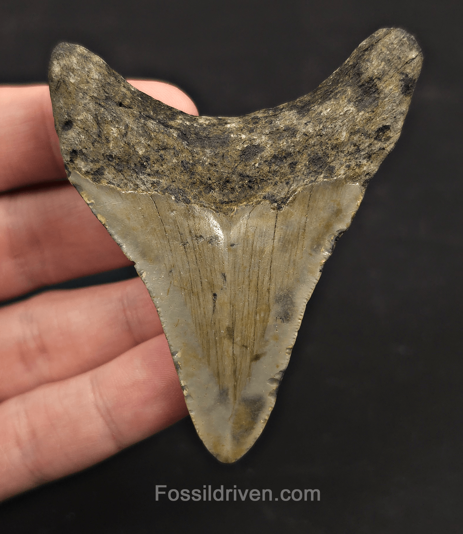 3.07" Fossil Megalodon Tooth – North Carolina | Fossil Driven - Fossil Driven