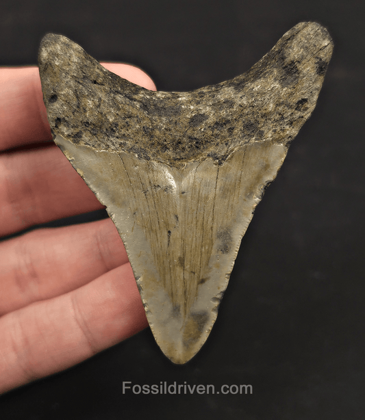 3.07" Fossil Megalodon Tooth – North Carolina | Fossil Driven - Fossil Driven