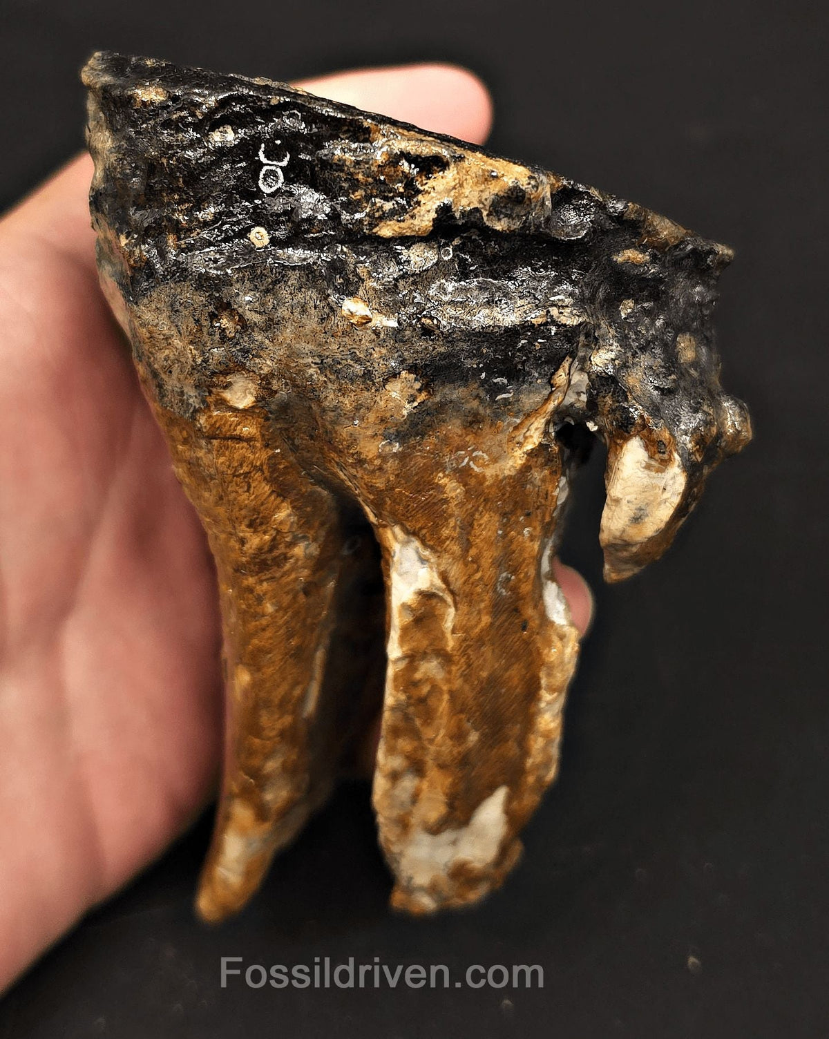 3.08" Fossil Woolly Mammoth Tooth – North Sea | Fossil Driven - Fossil Driven