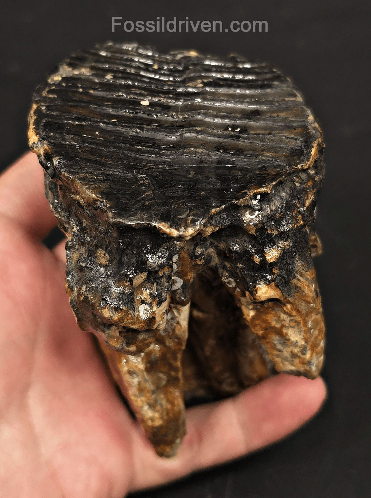 3.08" Fossil Woolly Mammoth Tooth – North Sea | Fossil Driven - Fossil Driven