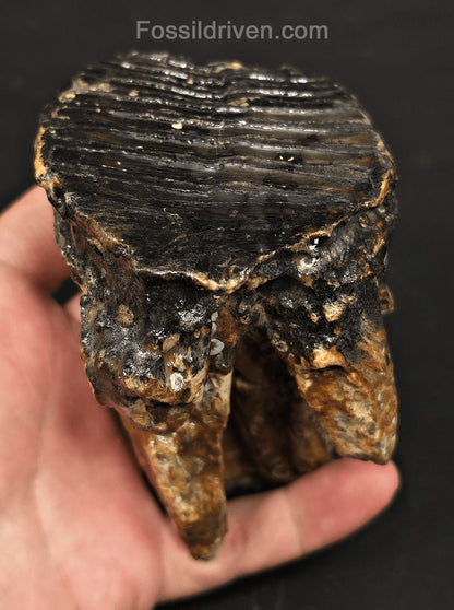 3.08" Fossil Woolly Mammoth Tooth – North Sea | Fossil Driven - Fossil Driven